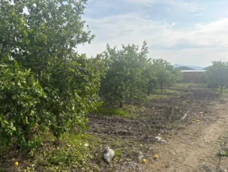 Einzeleigentumsurkunde 5617M2 Zitronengarten Zum Verkauf In Tepearası