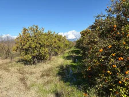 23.000M2 Freistehender Feldgarten Zum Verkauf In Tepearasin,