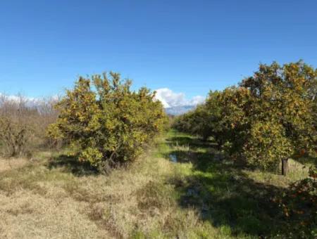 23.000M2 Freistehender Feldgarten Zum Verkauf In Tepearasin,