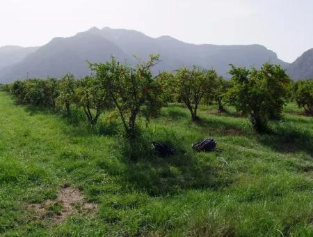 Merkez Dalyan Iztuzu See-Garten-Villa Zum Verkauf