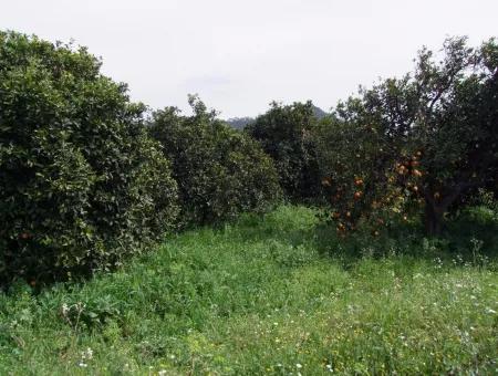 Bad Für Verkauf In Orange Grove 24,000M2 Zum Verkauf In Der Nähe Von Dem Meer Garten Zum Verkauf Schnäppchen