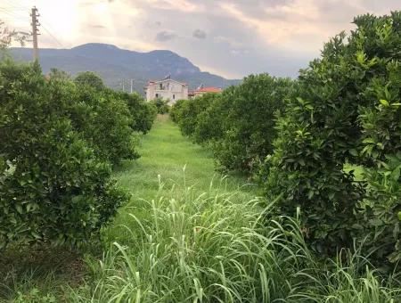 722M2 Grundstück Zum Verkauf In Dalyan Gülpınar Zum Verkauf