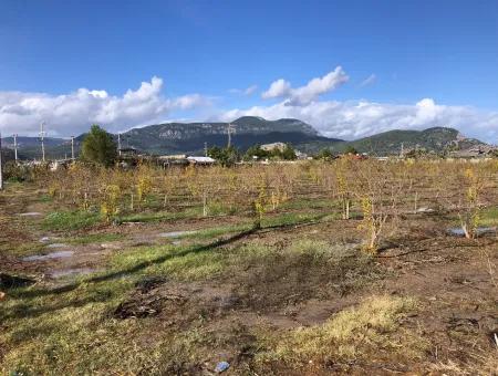 Grundstück Zu Verkaufen In Dalyan Istuzu Yollu Auf 24.000M2 Granatapfelgarten Zu Verkaufen