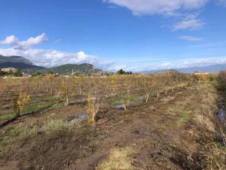 Grundstück Zu Verkaufen In Dalyan Istuzu Yollu Auf 24.000M2 Granatapfelgarten Zu Verkaufen