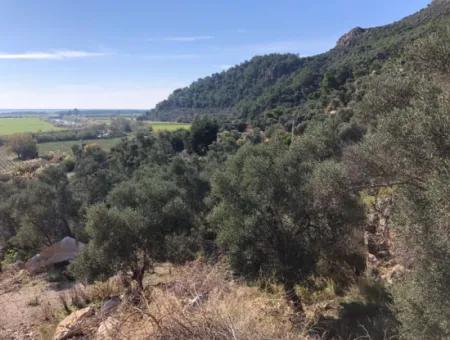 Grundstück Zum Verkauf Mit Meerblick Von Fevziye