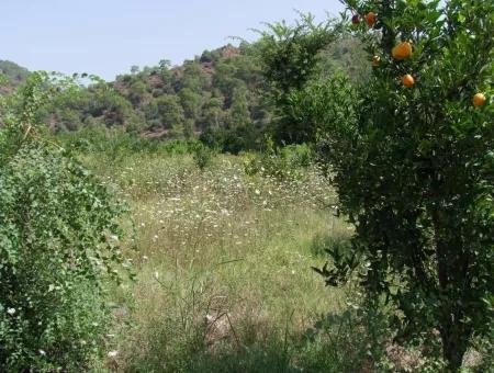 Land-Handlung Zum Verkauf Zum Verkauf In Oriya Yerbele 750M20