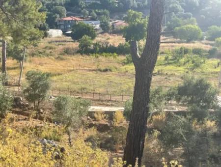 1.320M2 Feld Zum Verkauf Im Zentrum Von Çandır Am Wald