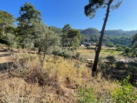 1.320M2 Feld Zum Verkauf Im Zentrum Von Çandır Am Wald