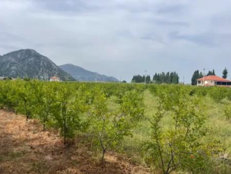 Feld Zu Verkaufen 6500M2 In Dalyan