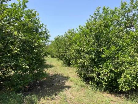 10.000M2 Grundstück Zum Verkauf Im Bebauten Gebiet Des Dorfes In Okçular