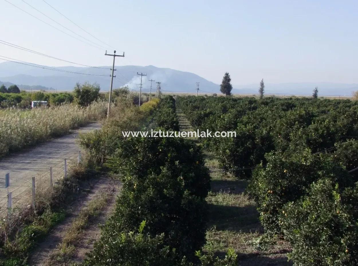 Garden For Sale In Oriya Tepearasi Between The Peak 65,000M2 Orange Garden For Sale