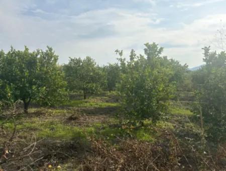 Single Title Deed 5617M2 Lemon Orchard For Sale In Tepearası