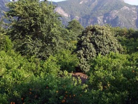 Near The Centre Of Dalyan In Dalyan Plot For Sale For Sale 987M2