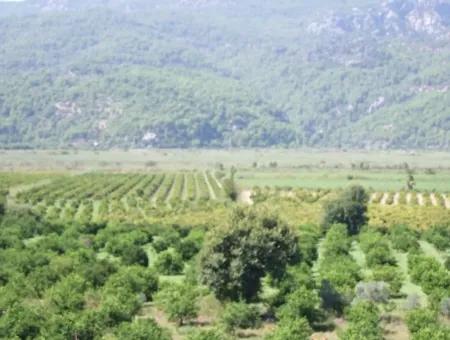 For Sale Farm For Sale In Dalyan 73410M2