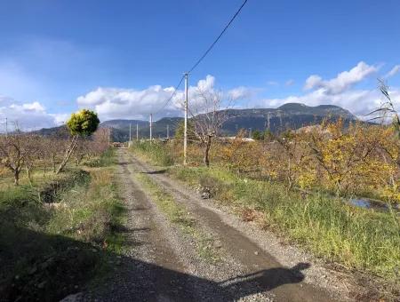 Land For Sale In Dalyan Istuzu Yollu On 24,000M2 Pomegranate Garden For Sale