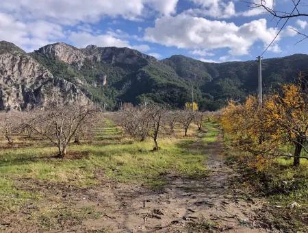 Land For Sale In Dalyan Istuzu Yollu On 24,000M2 Pomegranate Garden For Sale