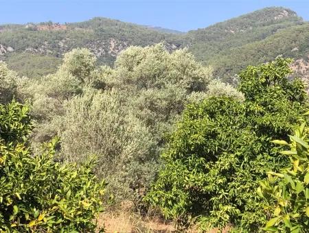 Land Field For Sale In Köyceğinz Yangi 9406M2 Land For Sale