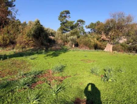 Ekincik Land For Sale 10,038M2 Land For Sale Field