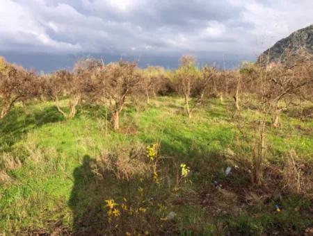 Dalyan Land For Sale Near The Center 3000M2 5% Zoning Land For Sale