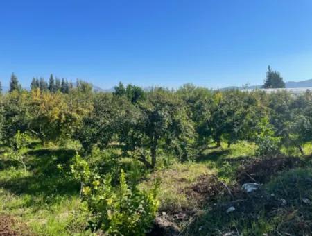 2223M2 Fields For Sale In Dalyan