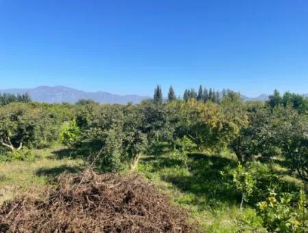 2223M2 Fields For Sale In Dalyan