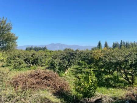 2223M2 Fields For Sale In Dalyan