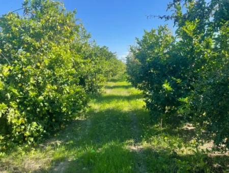 10,000M2 Lemon Garden For Sale In Karadons