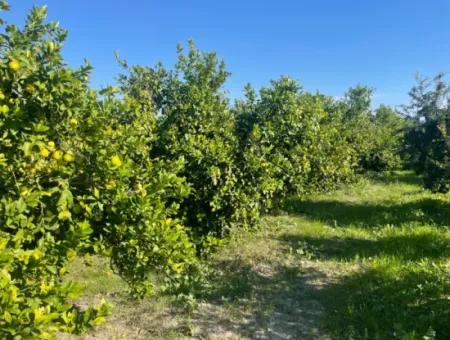 10,000M2 Lemon Garden For Sale In Karadons