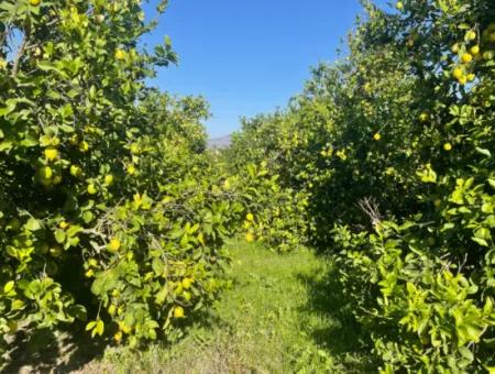 10,000M2 Lemon Garden For Sale In Karadons