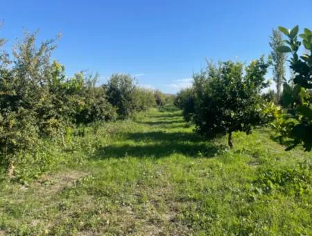 10,000M2 Lemon Garden For Sale In Karadons