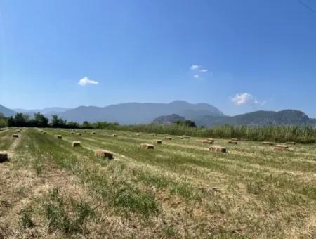 6,500M2 Field For Sale On The Iztuzu Road In Dalyan