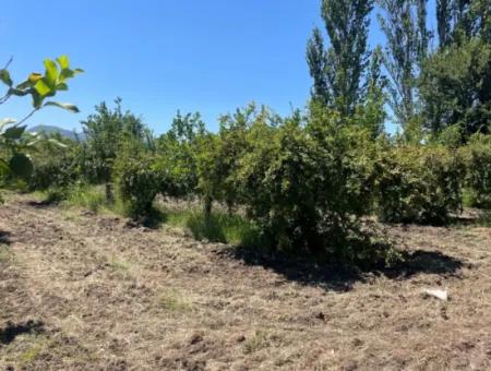 Road-New 6820M2 Pomegranate And Lemon Orchard Is For Sale In Tepearası