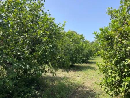 10.000M2 Land For Sale In The Village Built-Up Area In Okçular