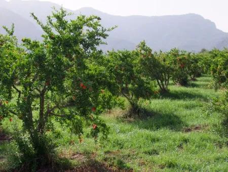 Dalyan İztuzu Satılık Bahçe Dalyan Göle Sıfır Satılık Arsa