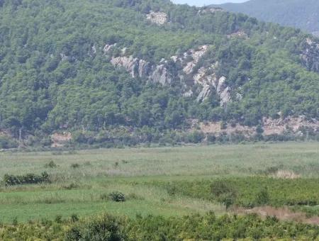 Dalyan Satılık Tarla Dalyan 73410M2 Satılık Tarla