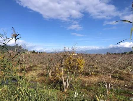 Dalyan Satılık Arazi İztuzu Yollu Üzerinde 24,000M2 Satılık Nar Bahçesi