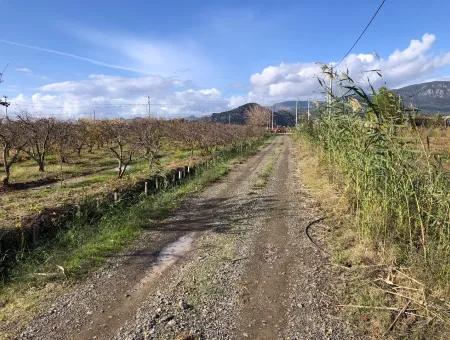 Dalyan Satılık Arazi İztuzu Yollu Üzerinde 24,000M2 Satılık Nar Bahçesi