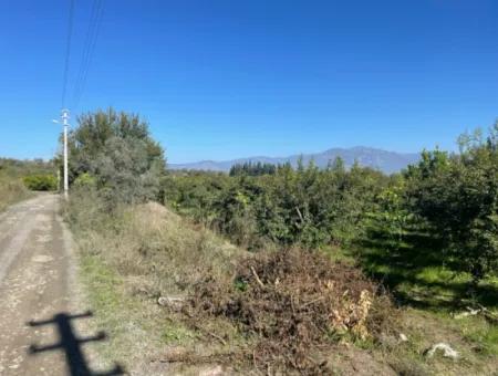 Dalyan'da Satılık 2223M2 Tarla