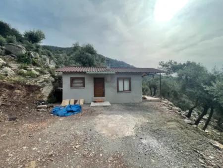 Ekincikde Deniz Manzaralı Zeytin Evi Satılıktır