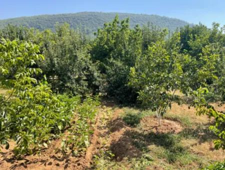 Muğla Ula Köprübaşı Mahallesin'de 2378M2 Arsa İçinde 3+1 Satılık Vlla