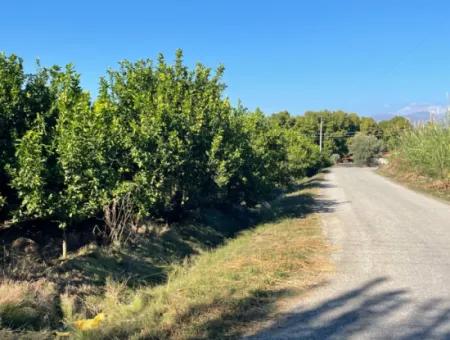 Dalyan Marmarlı'da Satılık 2B Limon Bahçesi